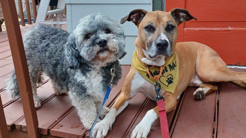 Abu (bonded pair) / Scout (bonded pair)