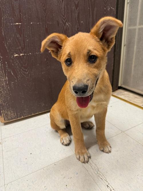 Puppy 26765 (Kamilla)