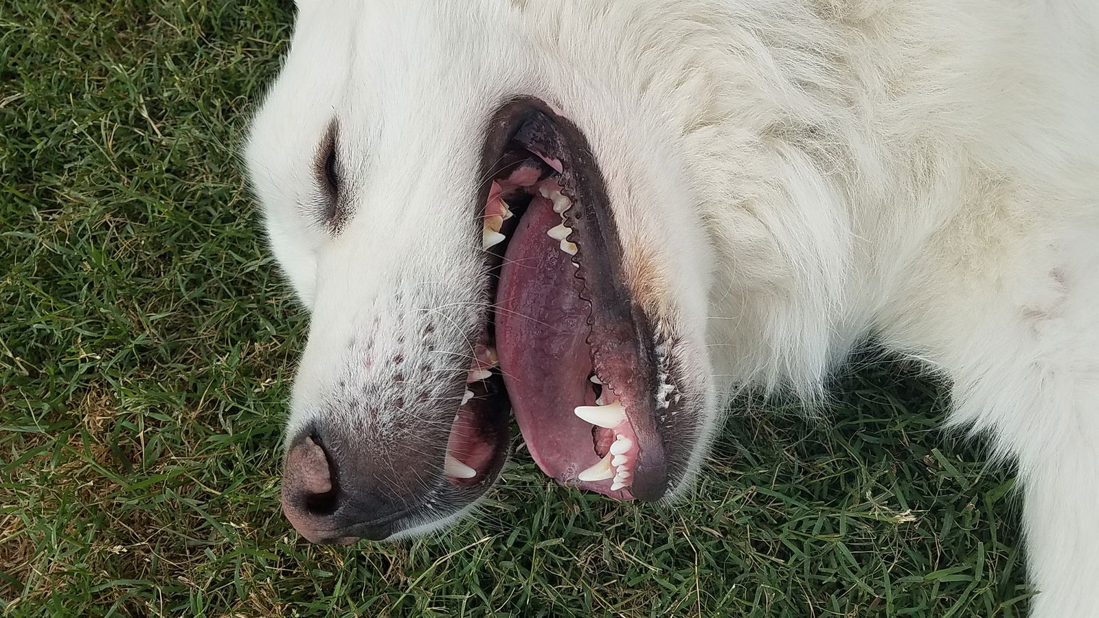 Brock