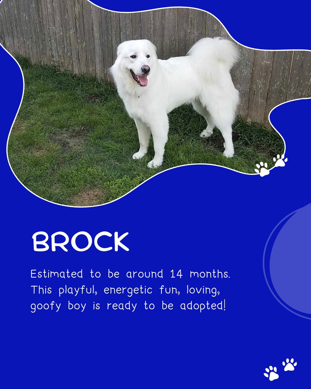Brock