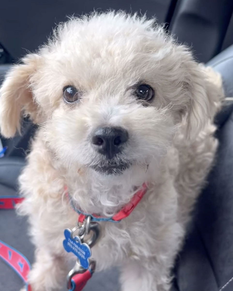 Bo