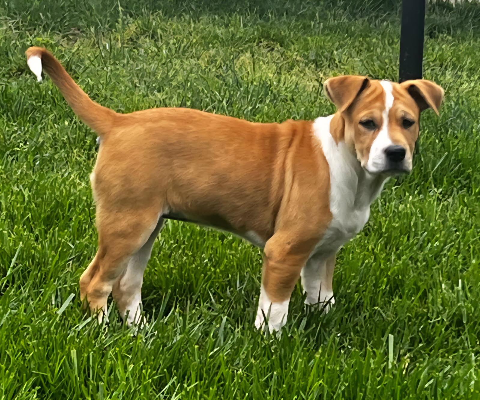 PUPPY GLORIA