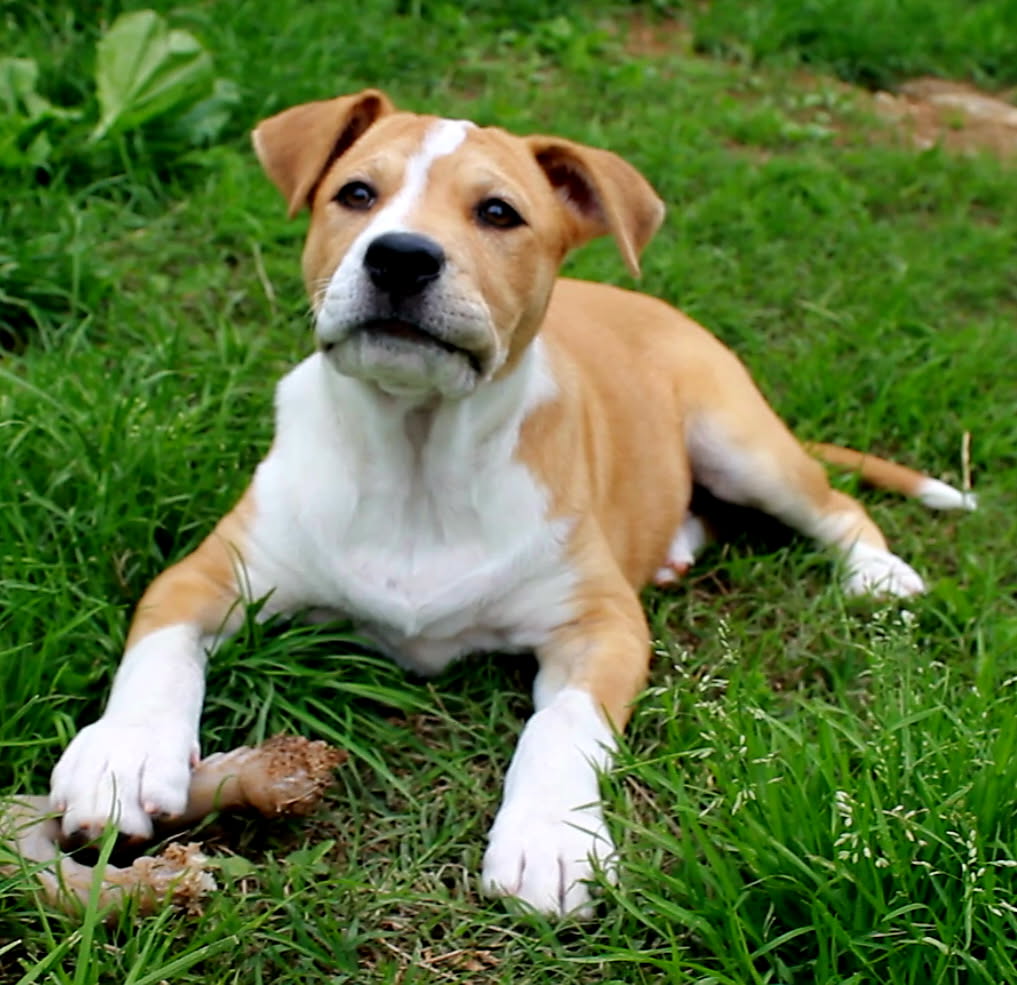 PUPPY GLORIA