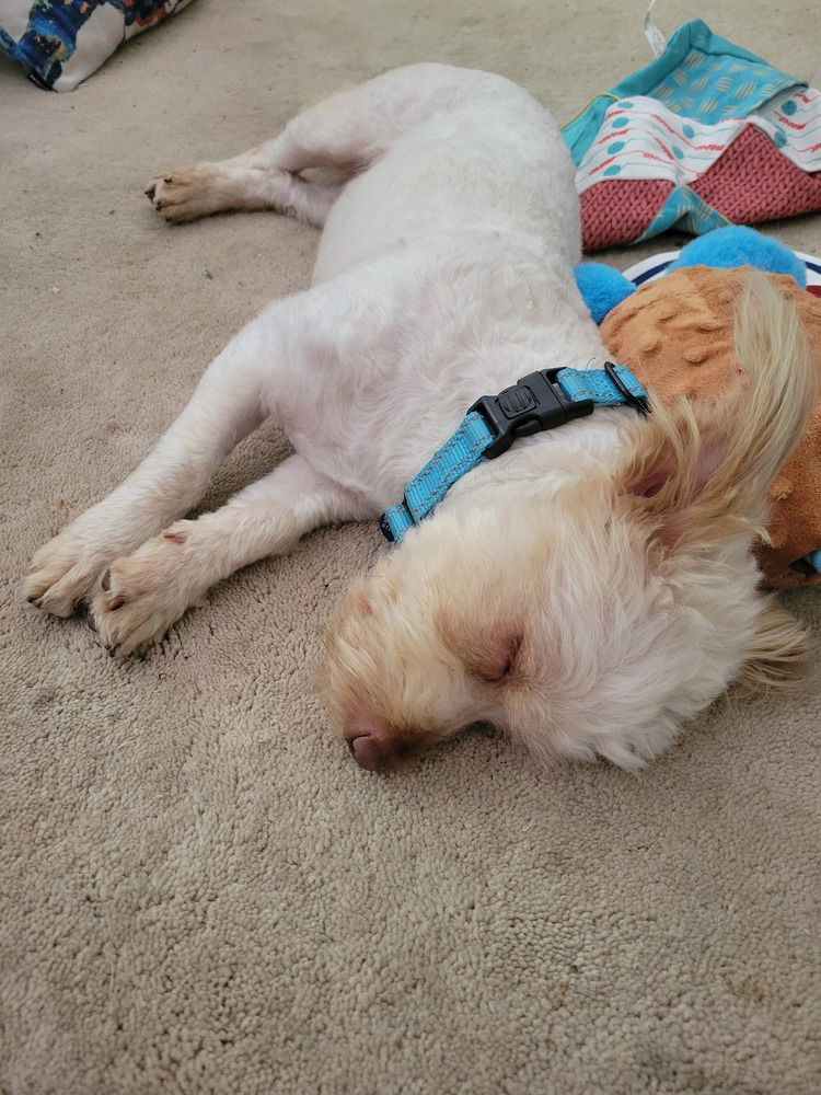 Teddy