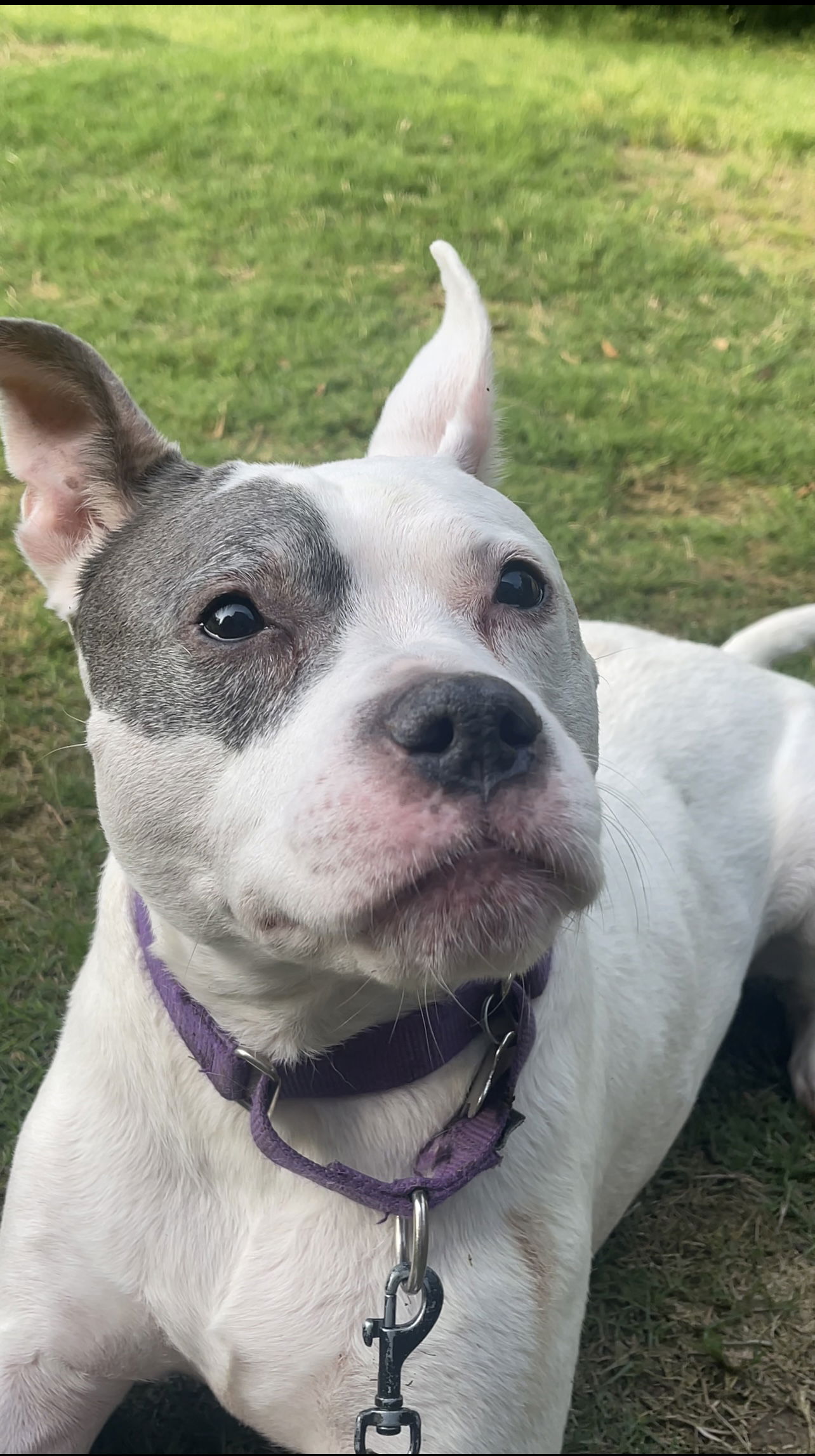 Adorable Addie