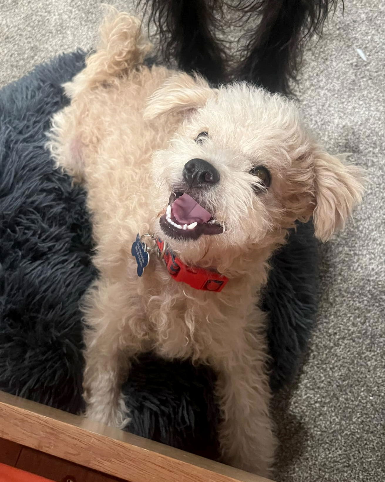 Bo