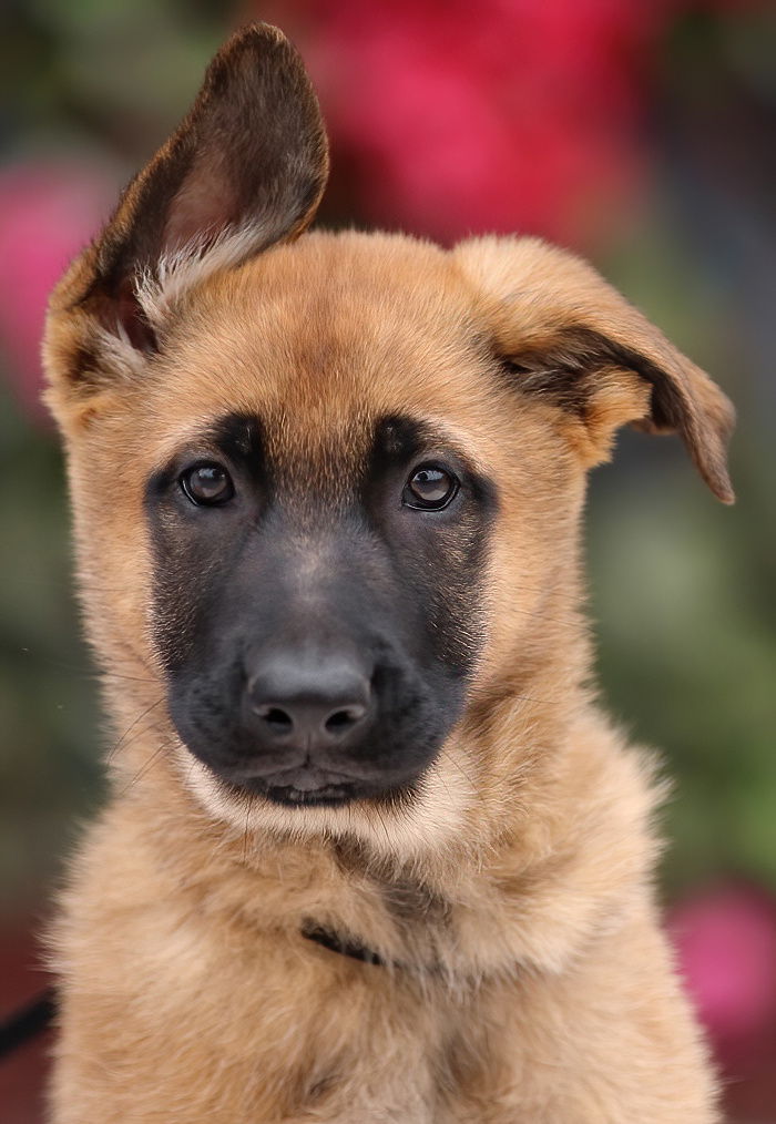 Nova