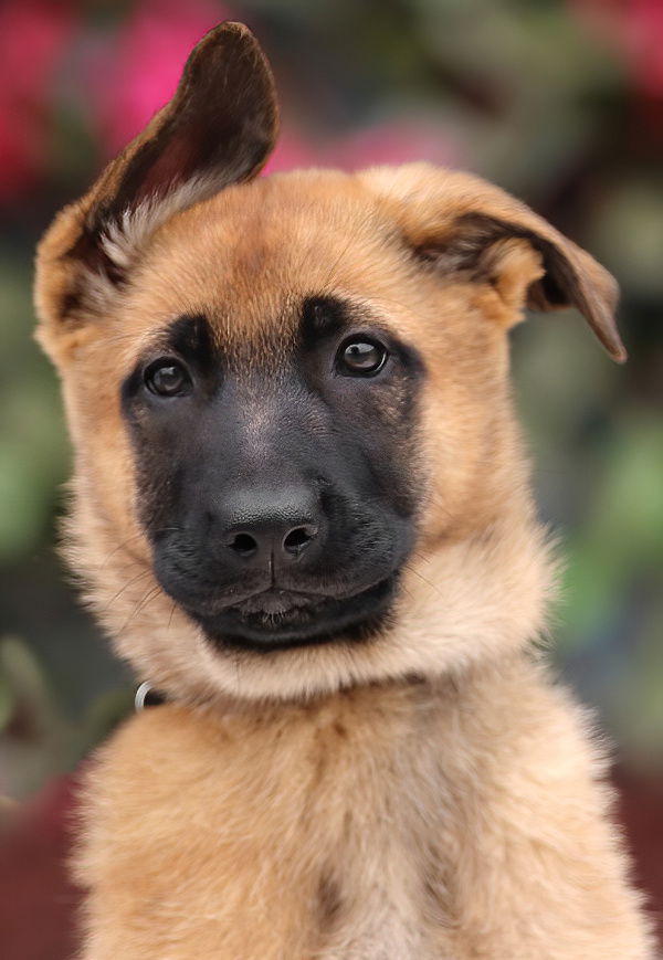 Nova
