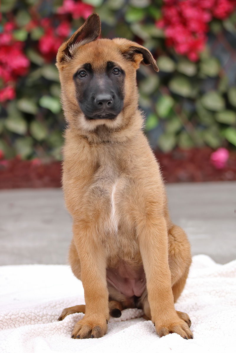 Nova