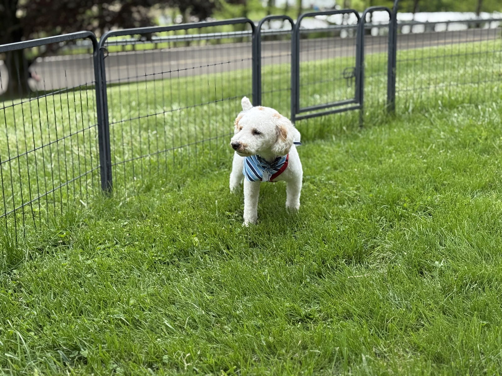 Wyatt - PM