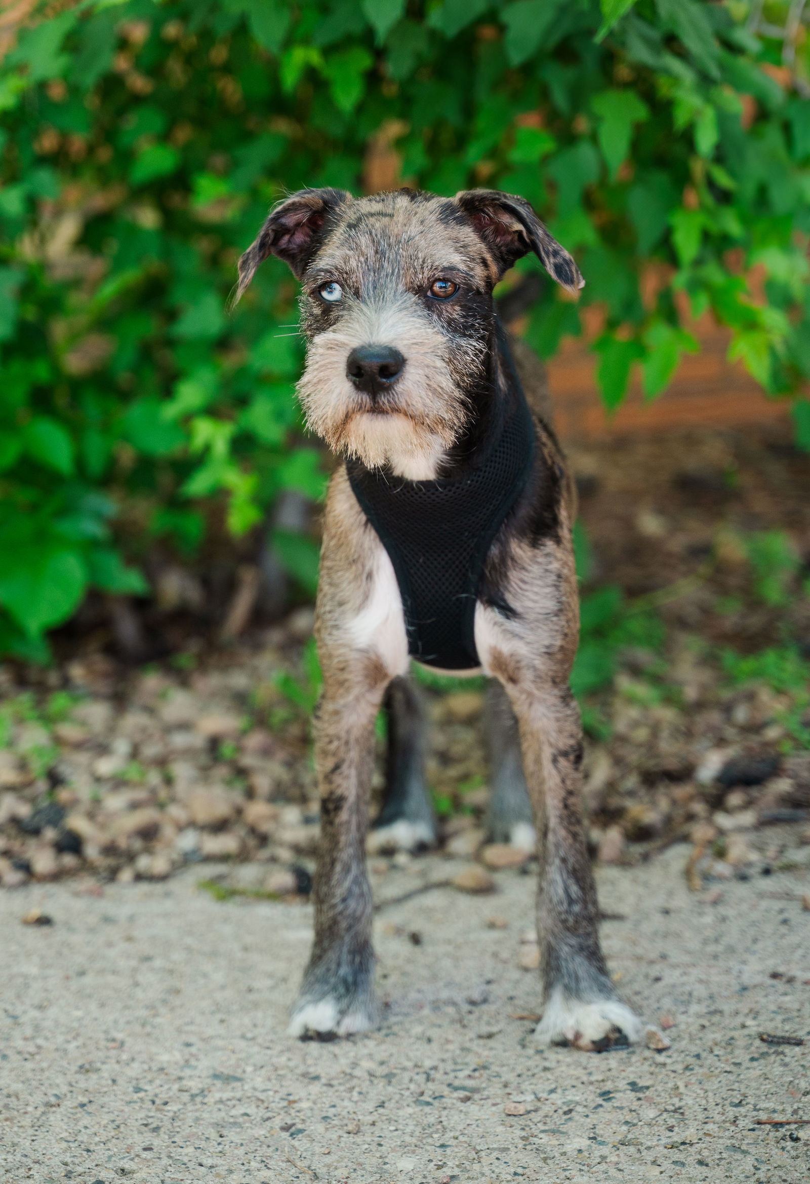 Bentley