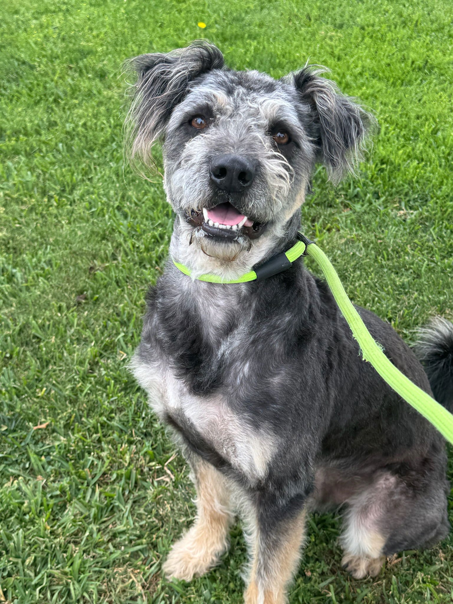Mojo