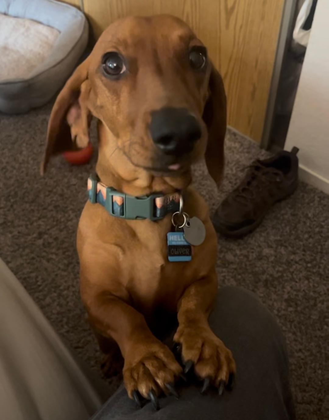 Oliver 2 - Las Vegas - Dachshund