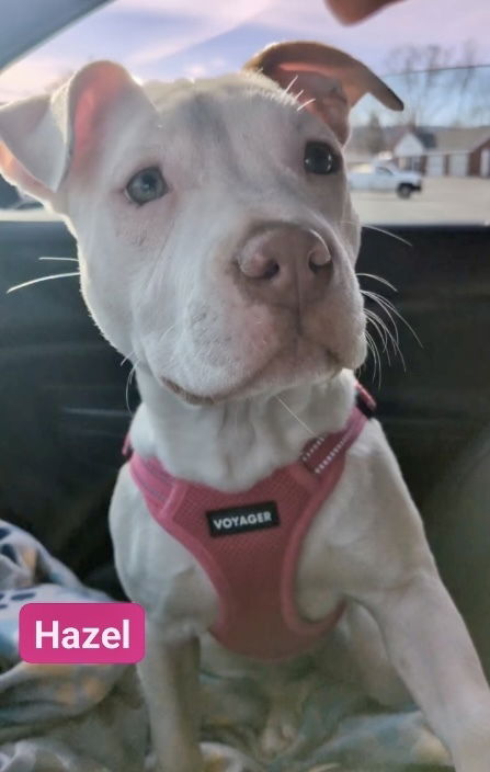 Hazel (Zuri Litter)