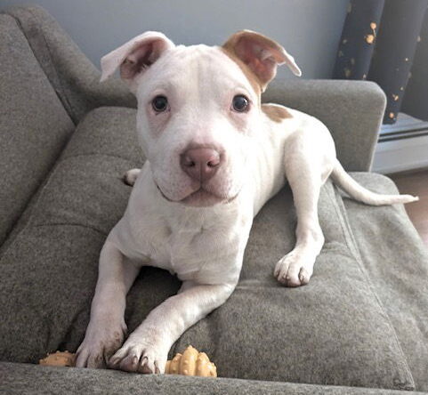 Hazel (Zuri Litter)