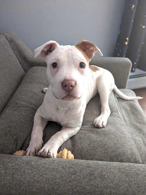 Hazel (Zuri Litter)