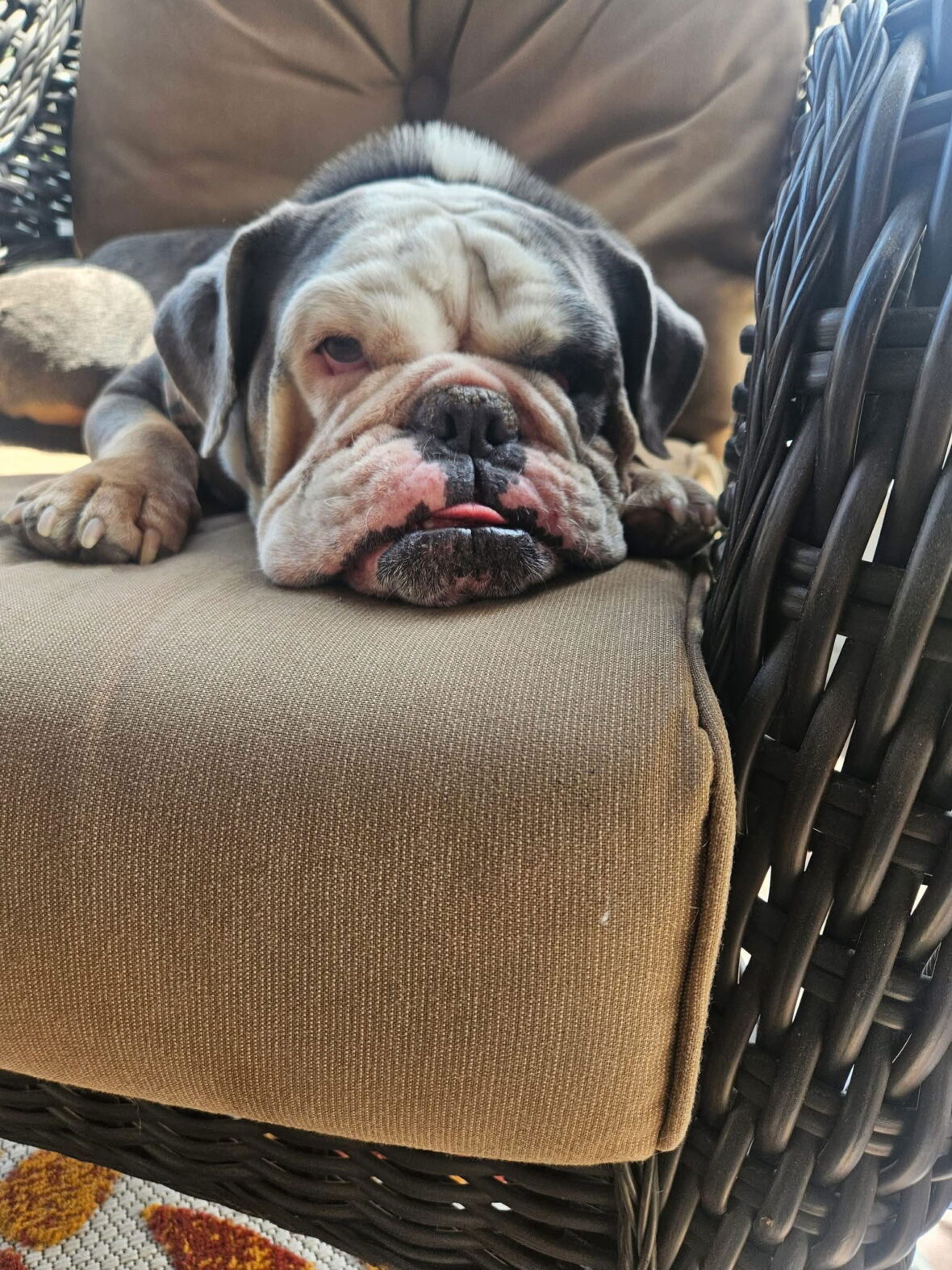 Willow