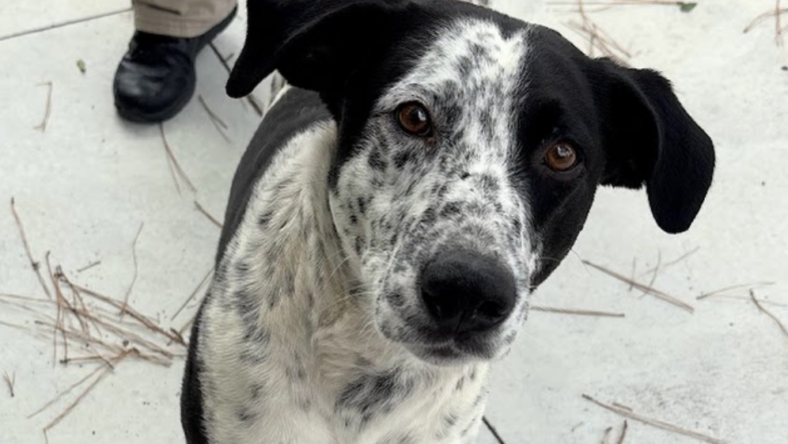 Bojangles - Best Friend Potential!