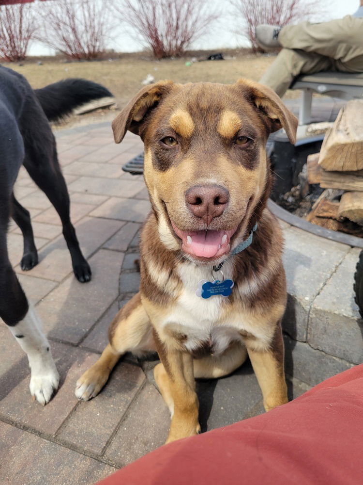 Odie