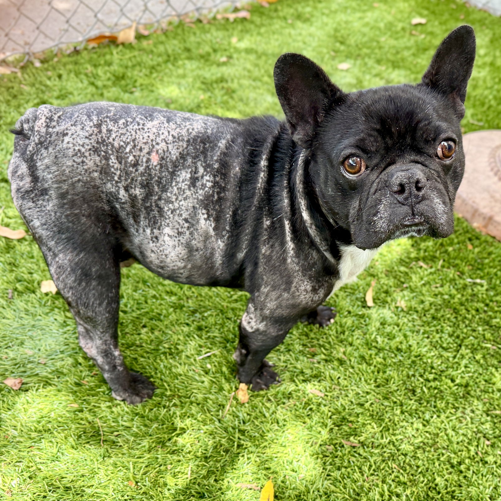 Bently - French Bulldog
