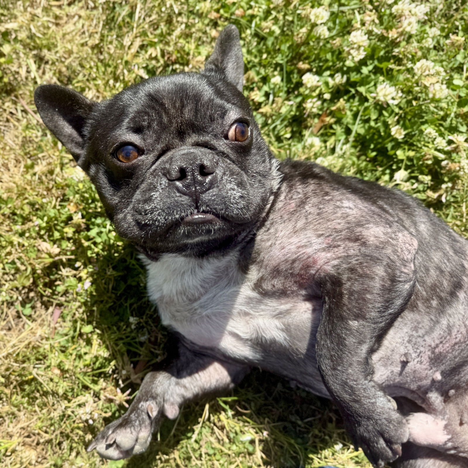 Bently - French Bulldog