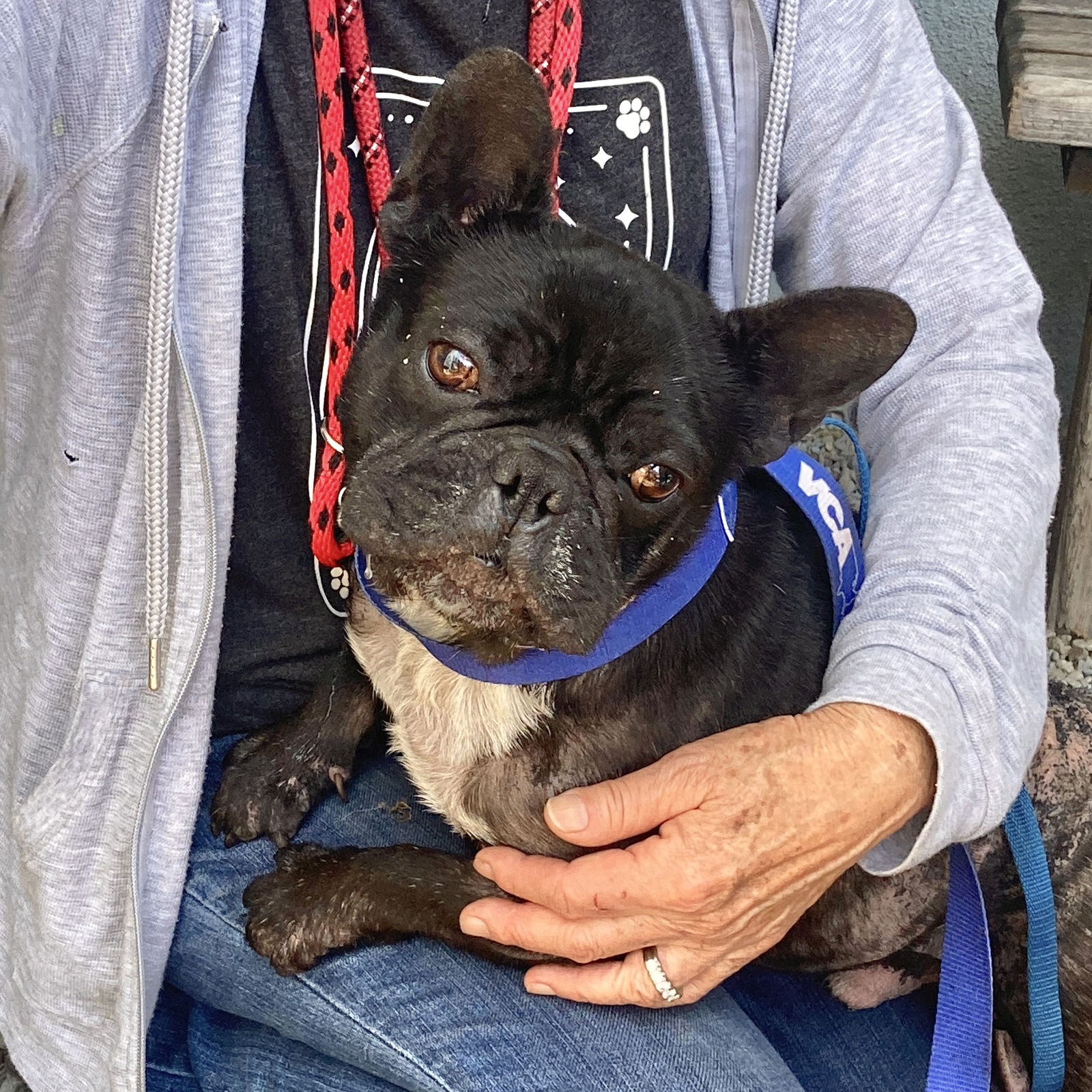 Bently - French Bulldog