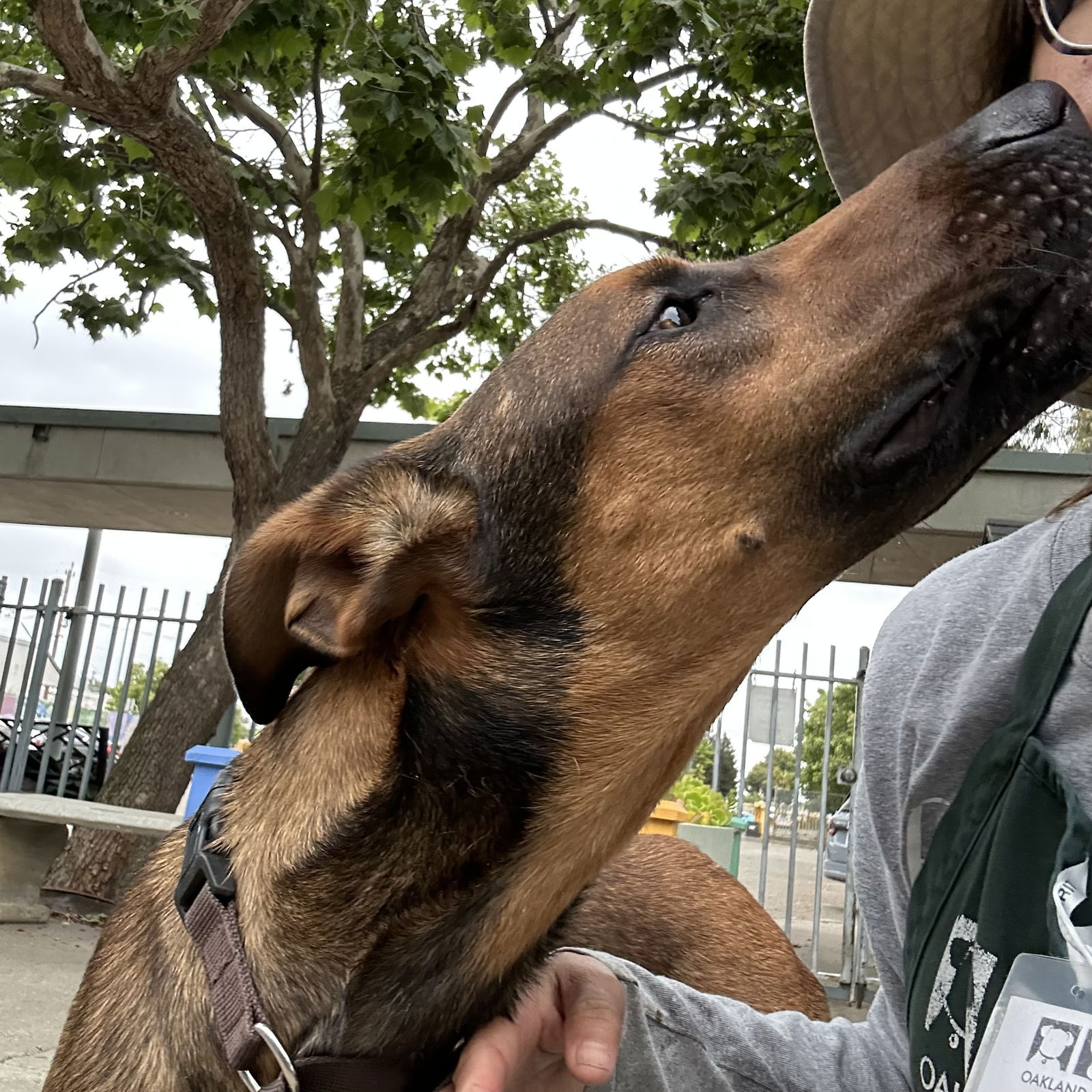 Trousers - Doberman Pinscher