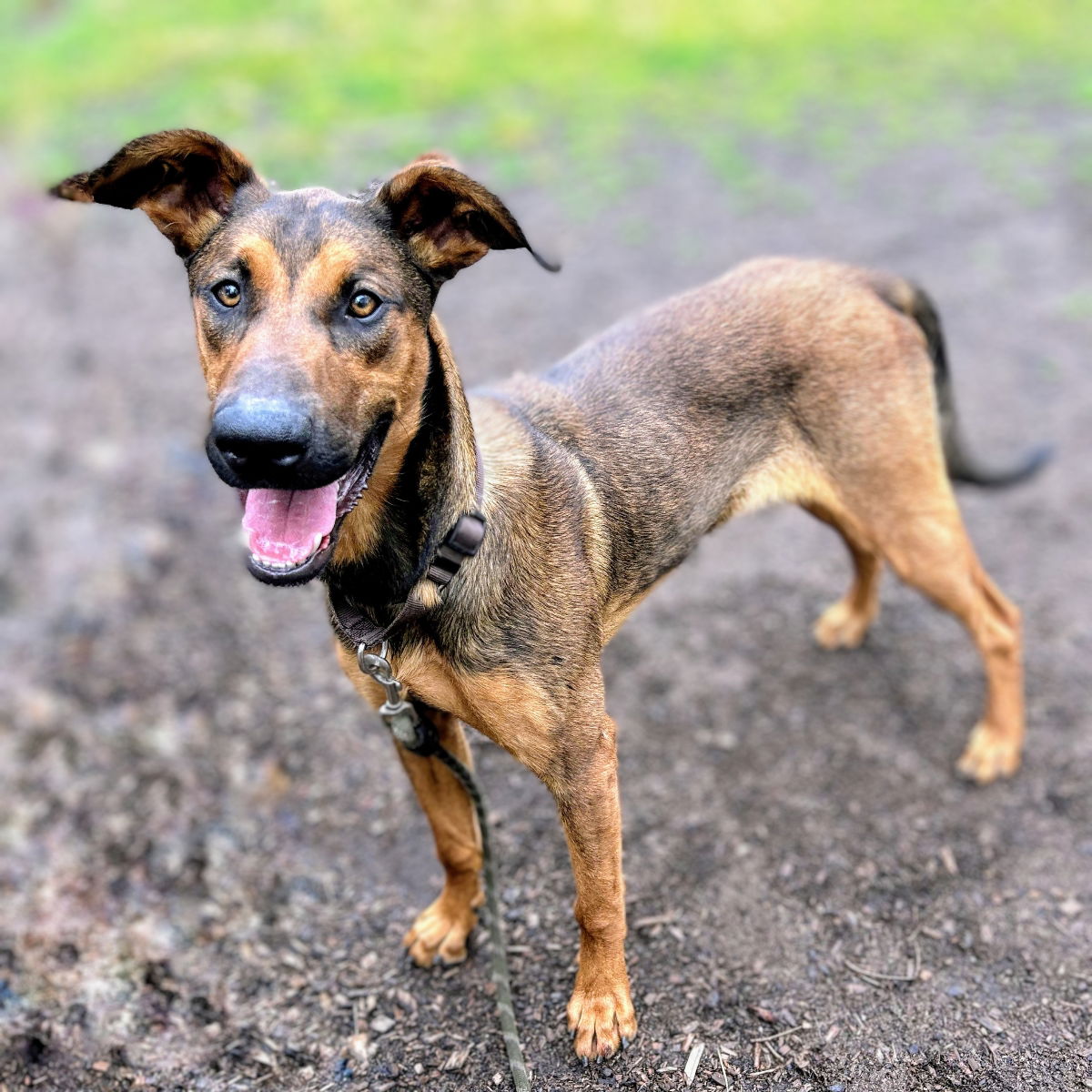 Trousers - Doberman Pinscher