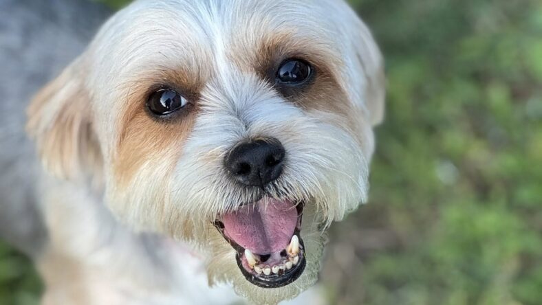 Gigi - Yorkshire Terrier Yorkie