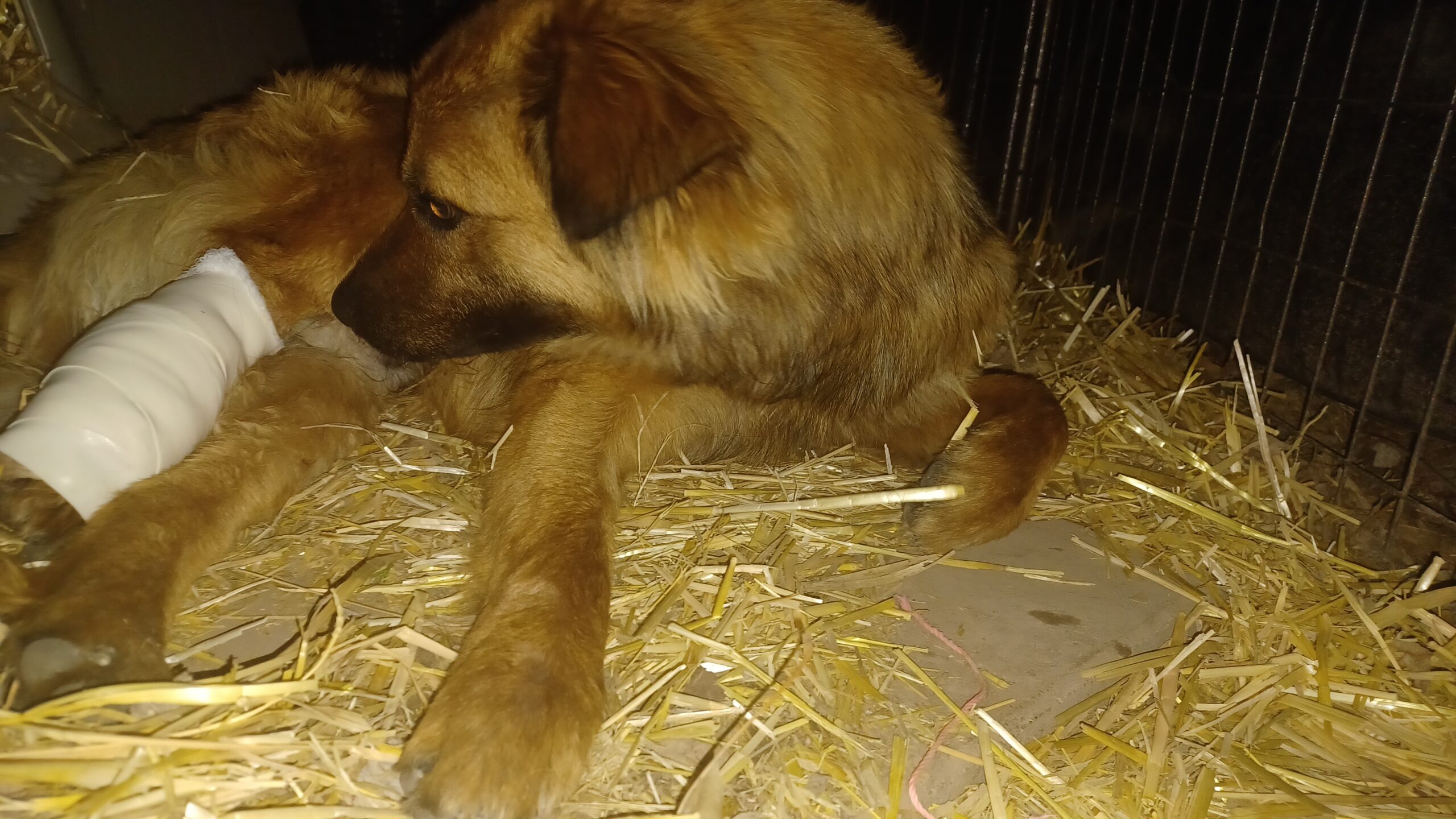 Puppy abandoned and hit by car. Now red is looking for his forever family