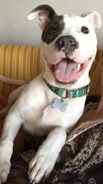 Adorable Addie