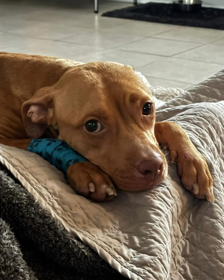 Kiki Neglected Pitbull