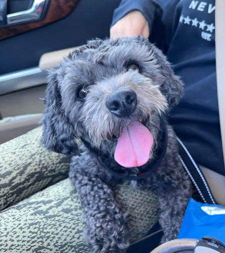 Cooper