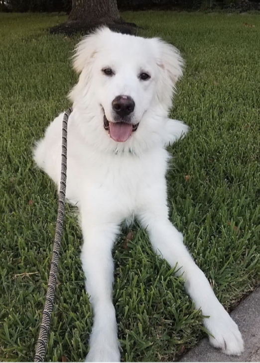 Brock