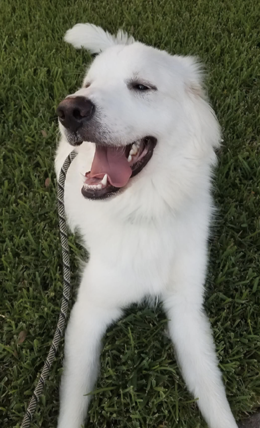 Brock