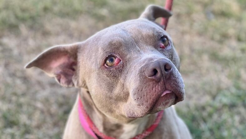 Boots: 6-year-old Calm Pit Bull Mix