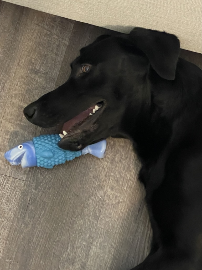 Nova