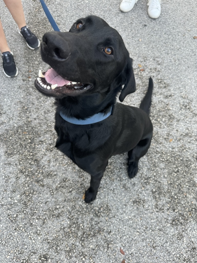 Nova