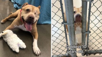 One-Eyed Senior Dog Survived The Worst But Still Struggles To Find a Forever Home