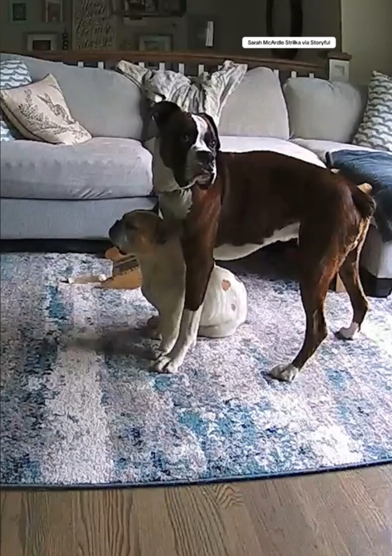 Frenchie’s Seizure Would Have Cost His Life, But His Boxer Brother Does Something Unbelievable
