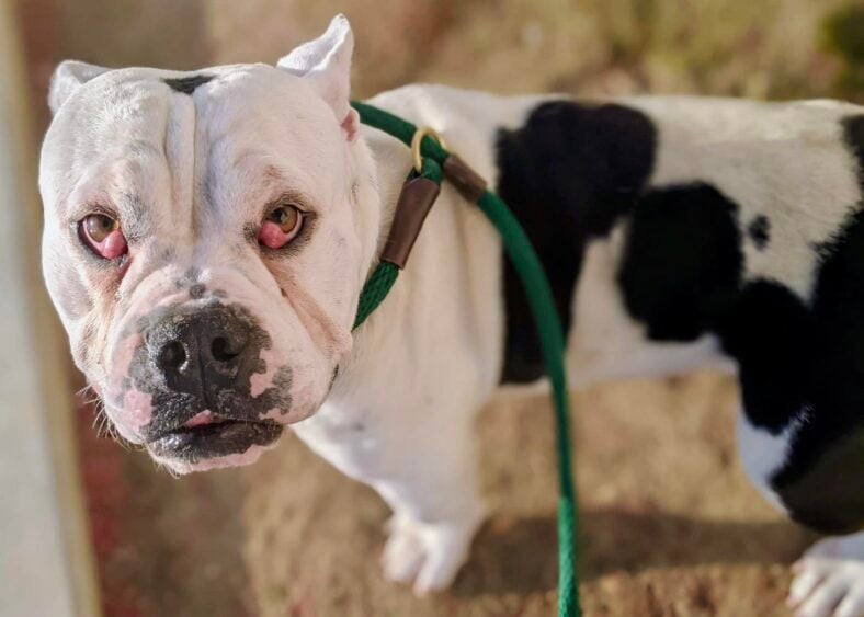 Jalapeño: Bulldog Mix With a Heart Full of Love
