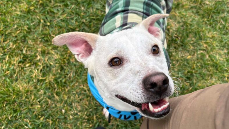 PJ the Anxious Foster Dog