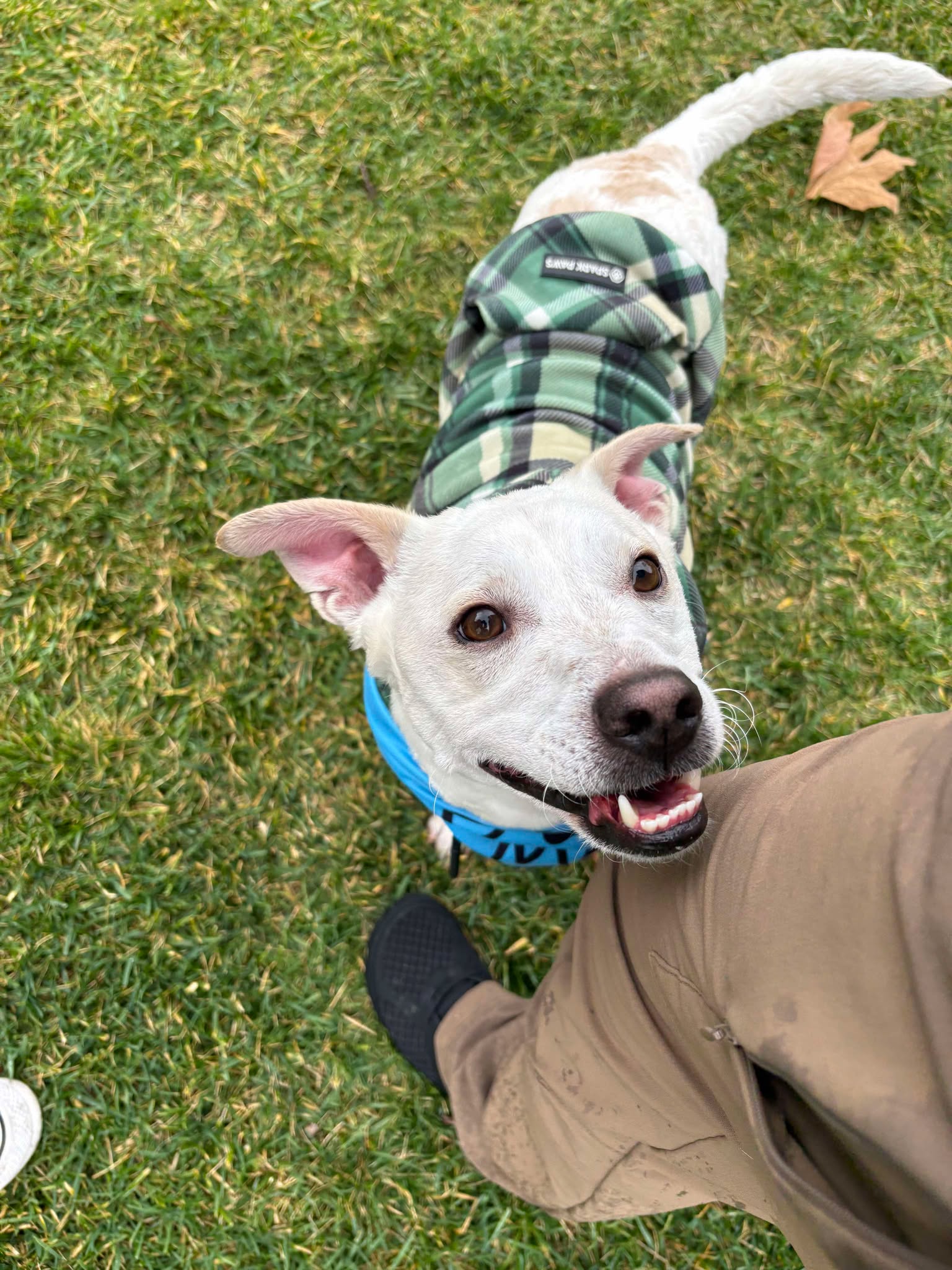 PJ the Anxious Foster Dog