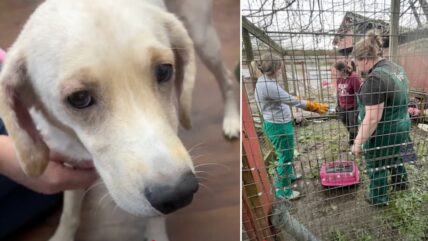 52 Animals Rescued from Cobleskill Home in Horrific Neglect Case—Public Demands Justice