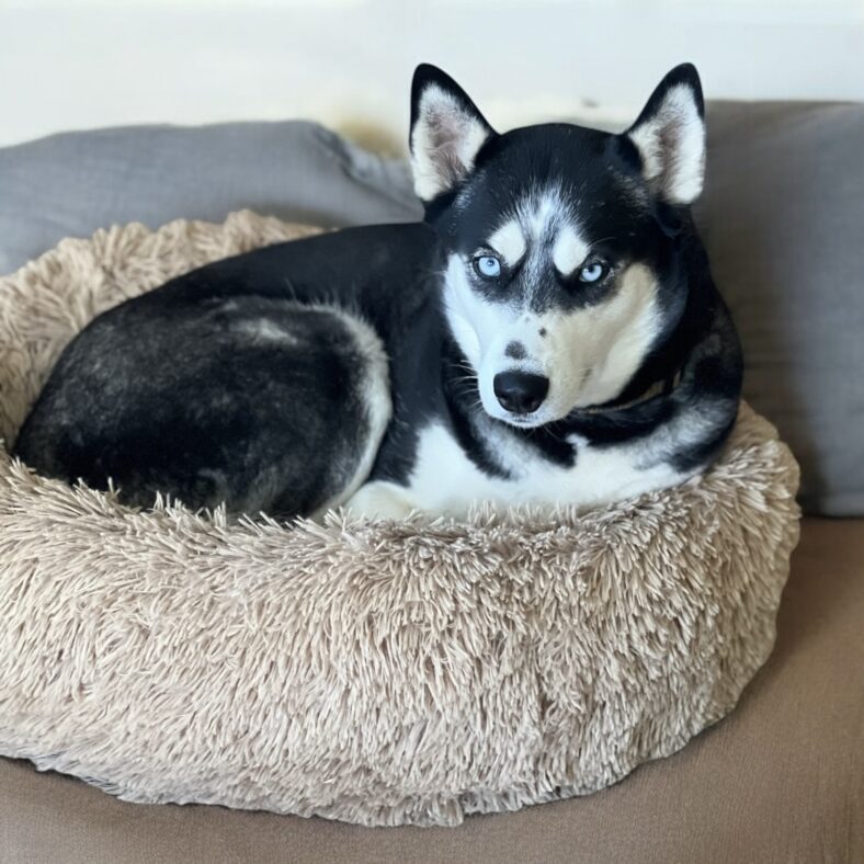 These 7 Blue-Eyed Dogs Will Steal Your Heart—And They’re All Up for Adoption