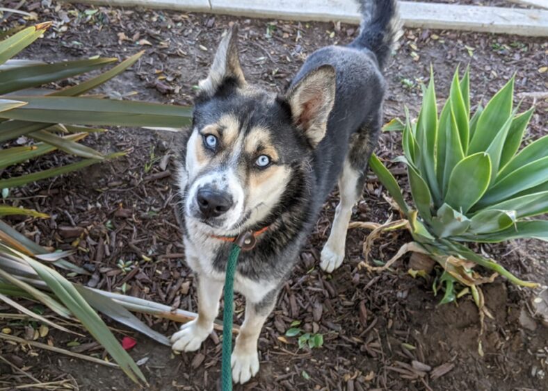 These 7 Blue-Eyed Dogs Will Steal Your Heart—And They’re All Up for Adoption