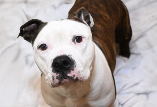 Sweet Dog Waited at the Shelter Door for Her Family to Return—But They Never Even Called Back