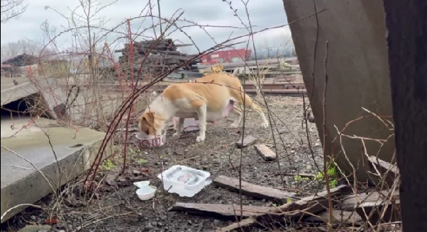 This Mama Dog Gave Birth To 9 Puppies in the Most Dangerous Spot—What Happened Next Saved Them All