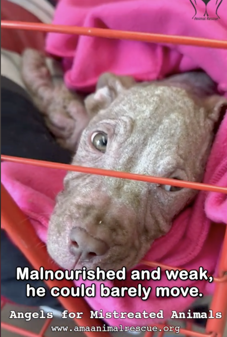 Neglected Puppy Barely Clinging to Life at Just 2 Months Old—But His Glow-Up Will Leave You Smiling