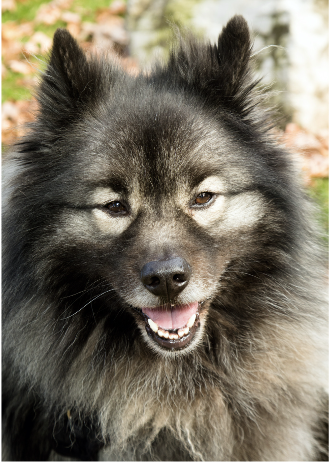 Keeshond dog